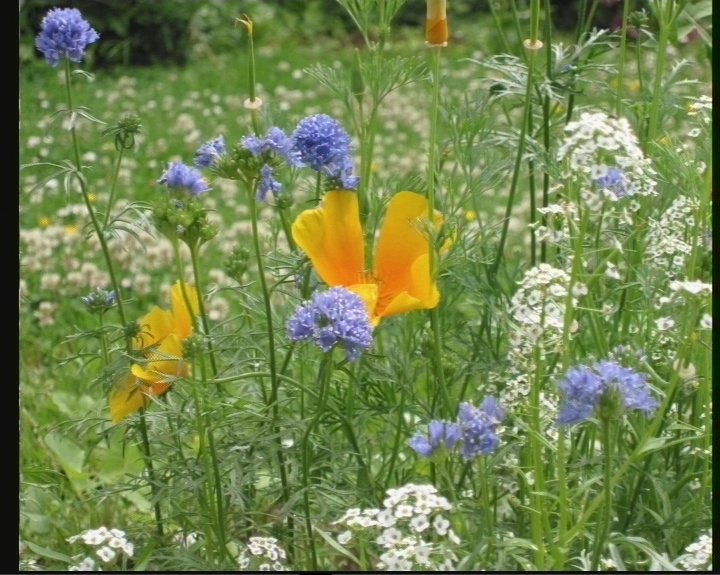 flowers